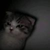 arely.diaz40
