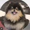 dannabasilio636