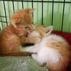 kucing_rescue