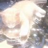 coolcatplayz