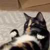 moriahtheegggg