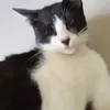 maitrtangggdii