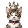 kitty.explains.Arthur
