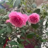 menyeu2685