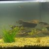 kp.aquatics