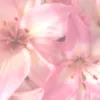 abyx_3.0
