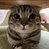 furrtok1