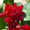 orchid4379