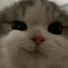 choco_lttt