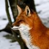 fox041923