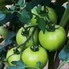 Green sprout