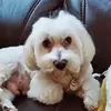 karlheinsmichaeli