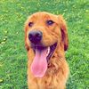 Goose’s Golden Life