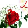 hana.qurux645