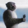 monkey._.001_