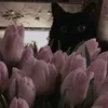 angellinqwz2