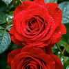 i.love.flowers206