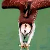 _ss_8411