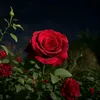 user1701739523347
