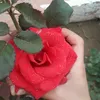 user81200160670878