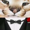gato_xd504