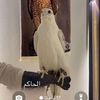 saadfhoxbcg1