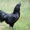ilovefriedchicken9809