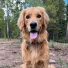 golden.life.with.kiwi