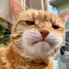 dancingcataivideo