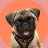 pancake.the.pug