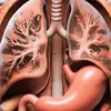 anatomy.body