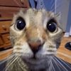 aicutevideos2