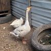 silly.goose.fnq