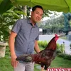 TRẠI GÀ DUYÊN TI