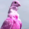 amerrehssan