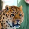 muhammadisrar3730