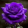 flowerwight8