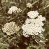 ._yarrow_