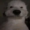 t0rzinh_0