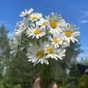 daisyyy599