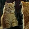 citraaaa11_