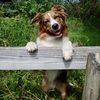 hades.the.border.aussie