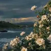 _syn080