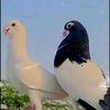saidurkhan1133