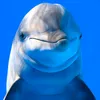def.dolphin