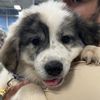 Bao Bao the Pyr