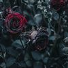 dark.rose159