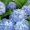 ahmad.rasoli578