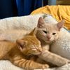 simon.and.sophie