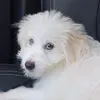 tinybutbossy